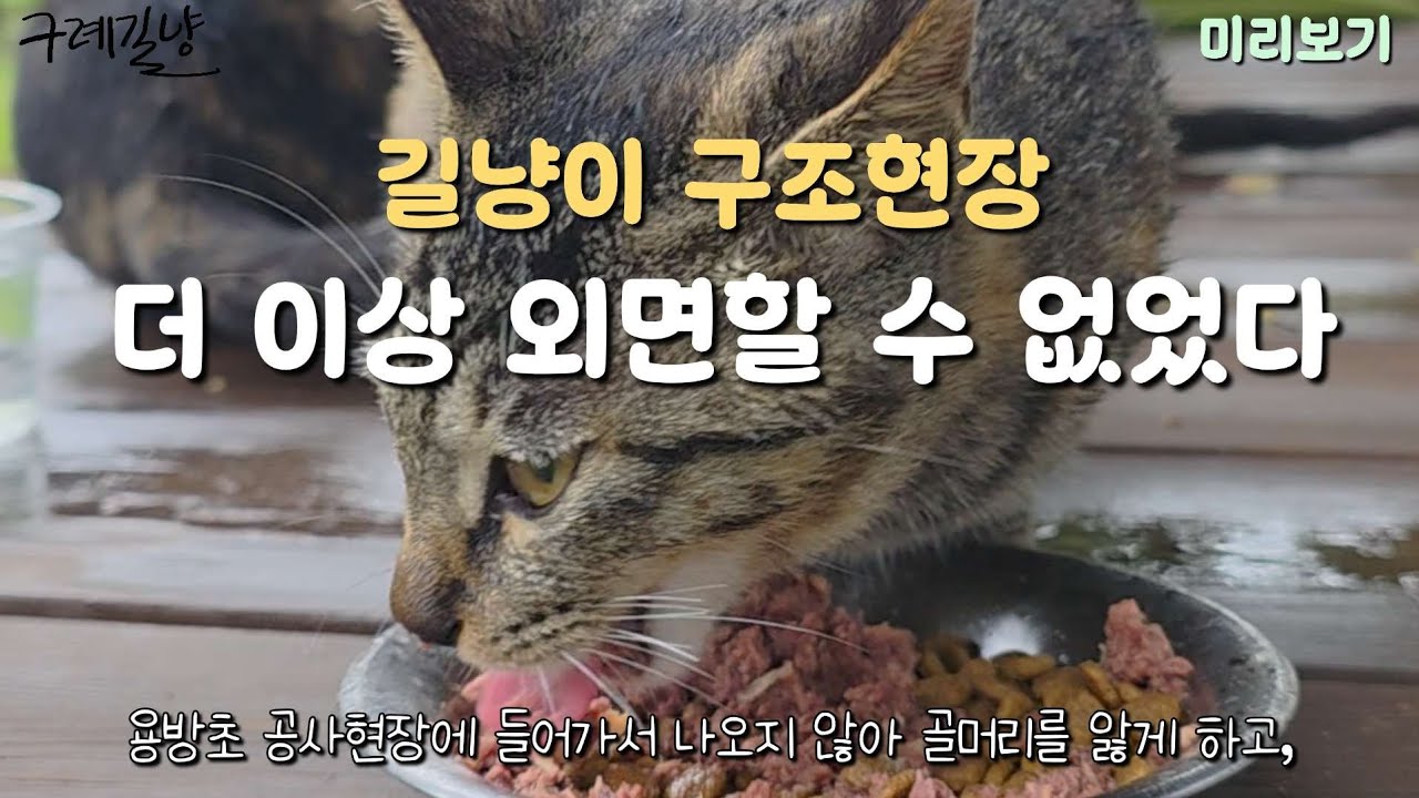 비 오는 날, 더 이상 외면할 수 없었던 새끼냥이들