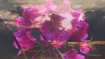 "Our Fractal Universe" from Peace Through Music 40th Anniversary Collection