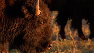 PBS SHOW - Wildlife in the Lone Star State - #2911