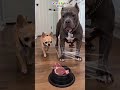 Vito plays a prank on Benito with glue #chihuahua #funnyvideos #prank #dogs #joke #viral #animals