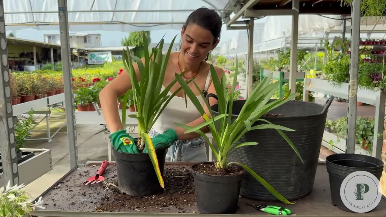 Cómo multiplicar tu Agapantho - tips jardinería 