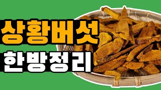 항암효과에 좋은 상황버섯!! / 가격,효능,먹는법까지 [약방청년의 한방정리]