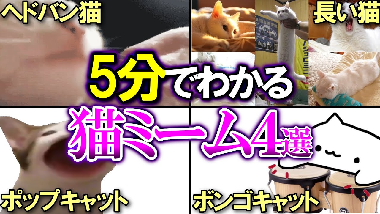 【4選】5分でわかる超可愛い猫のネットミームまとめ【海外ミーム解説㉙】 - YouTube