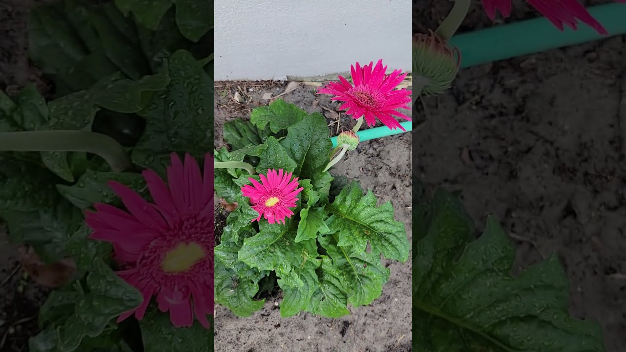 How Are The Gerbera Daisies Coming Along Today 