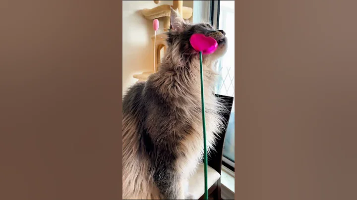 Video 9088151: mainecoons mainecooncat mainecoonkitten, mainecooncat mainecoonkitten big cats, mainecoon cat funnycat, maine coon cats show, mainecoon catplaying, funnycatvideos mainecoons