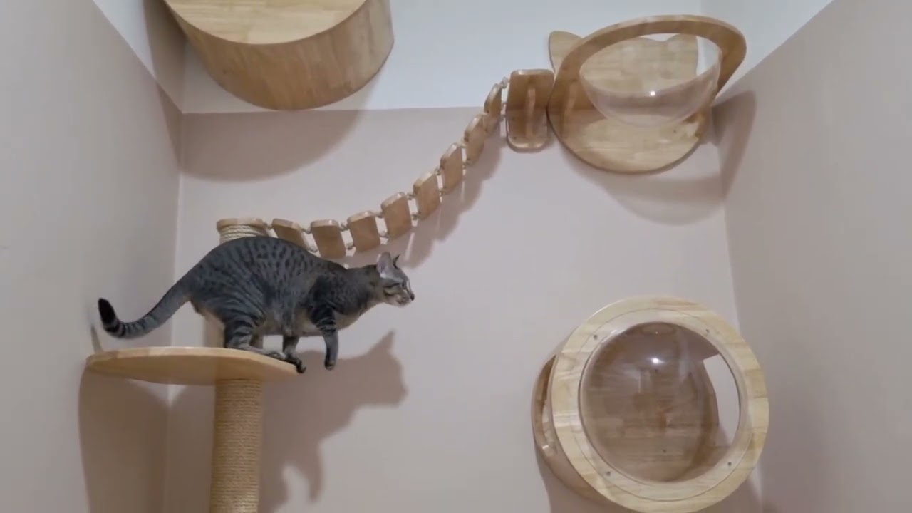 Furbabies Luxury Dog Villa Khaoyai ห้องแมว