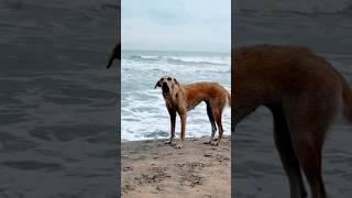 കടലിന്റെ വിളി കേട്ട നായ | Sea Calling Dog Emotional Video