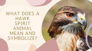 What Does a Hawk Spirit Animal Mean and Symbolize?