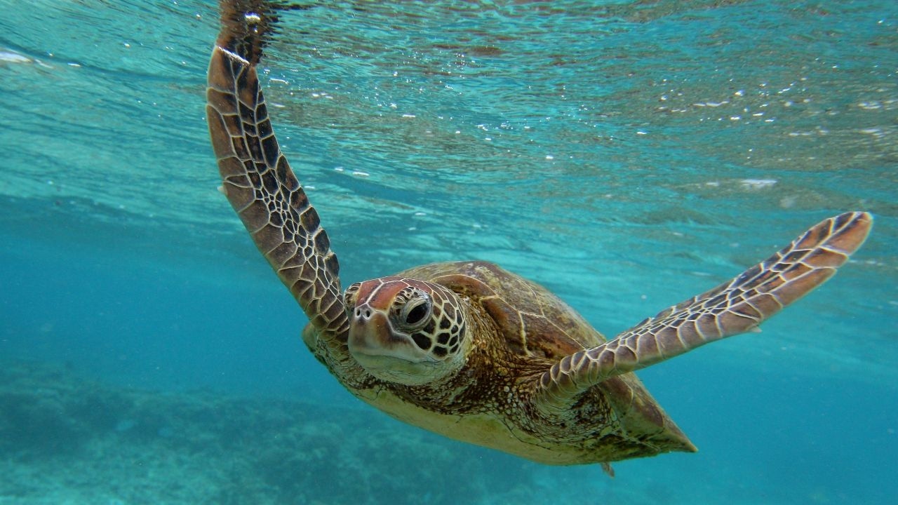 Harmful chemicals found in Australia sea turtles YouTube