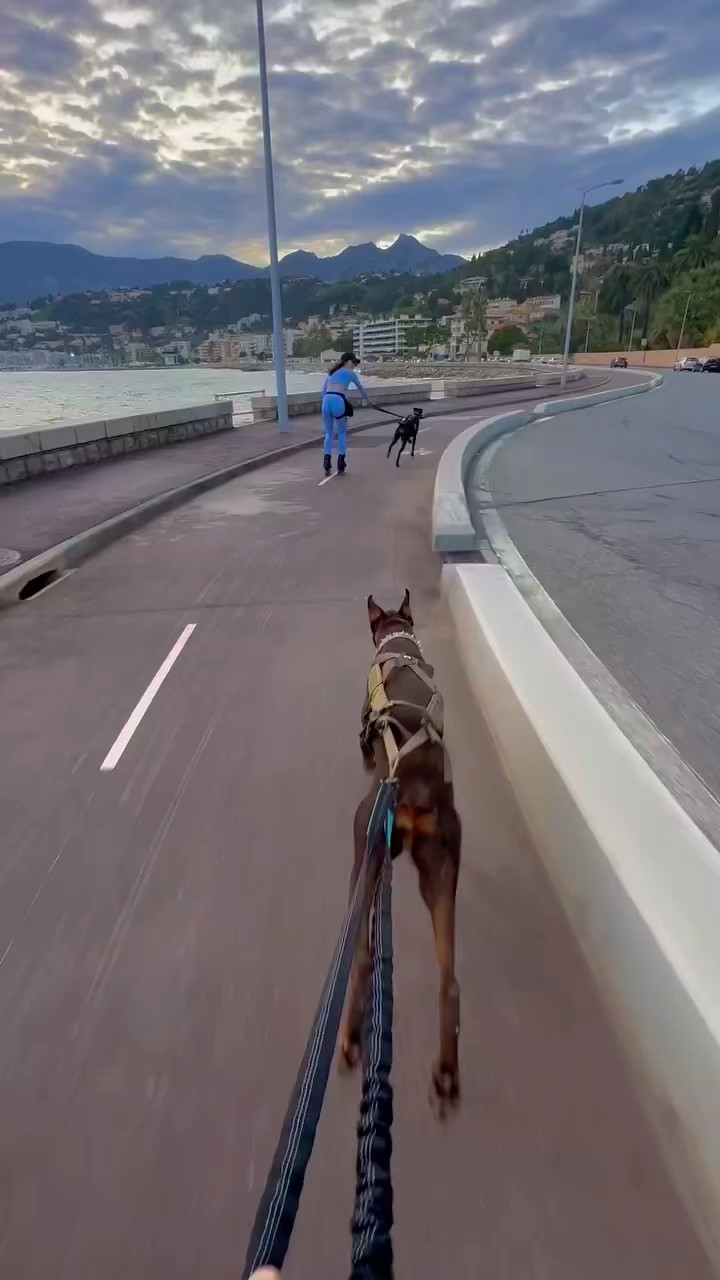#JasonDeruloTV // Fast ? #GotPermissionToPost From IG @dobermann.blackgsd #FromTheIslands