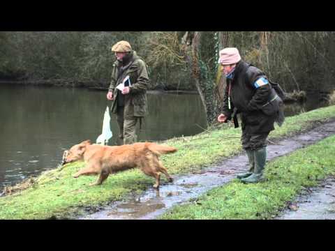 show gundog working certificate