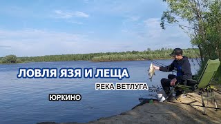 ЛОВЛЯ ЛЕЩА И ЯЗЯ НА ФИДЕР В ИЮНЕ 2021! Рыбалка на ЛЕЩА в ИЮНЕ река ВЕТЛУГА! Как поймать леща и язя?