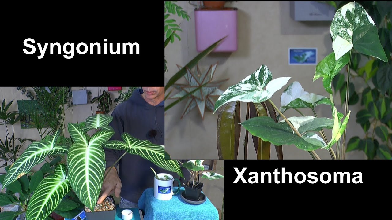 Syngonium Pflege Avocado gerettet Xanthosoma lindenii Angel Wings
