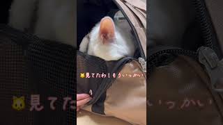 リュックからぴょこぴょこ、こちらを見るにゃあにゃ【白猫にゃーにゃ】#shorts