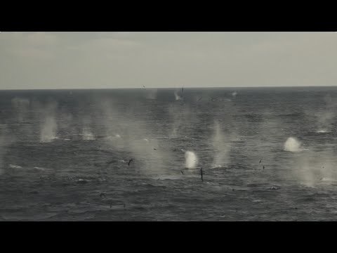 Massive Pod of Several Hundred Fin Whales | Antarctica | Lindblad Expeditions