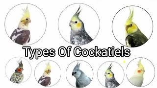 25 Types Of Cockatiels & Price 2024 Updated Price List || 100000 INR Cockatiel....