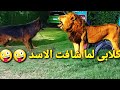 مفاجأه للكلاب _ لما يطلعلهم اسد مفترس / معقوله دا رد فعلهم 🙄🤔