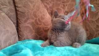 Британский голубой котенок-1 Британский голубой котенок-1