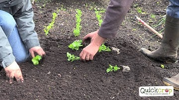 How To Grow Celery - A Quick Guide