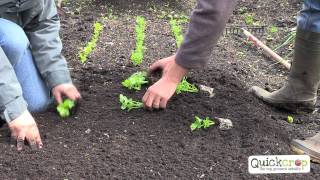 How To Grow Celery  A Quick Guide