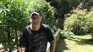 Why Your Tomatoes Aren't Turning Red