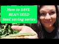 How to save BEAN SEED! Seed Saving Series