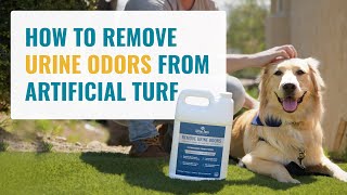 Urine Zero How To Remove Urine Odor From Artificial Turf