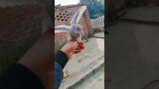 Kabootar maskar🕊🕊🕊🕊🕊🕊🕊🕊🕊🕊⚔️⚔️⚔️🙅‍♂️🙅‍♂️