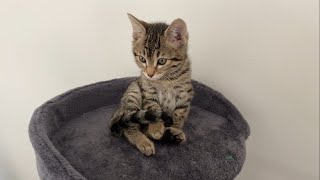 Cute Kitten Waking Up