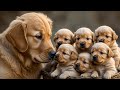 Golden Retriever Dad Meets His Puppies for the First Time 🐶 | Heartwarming Dog Family Moments