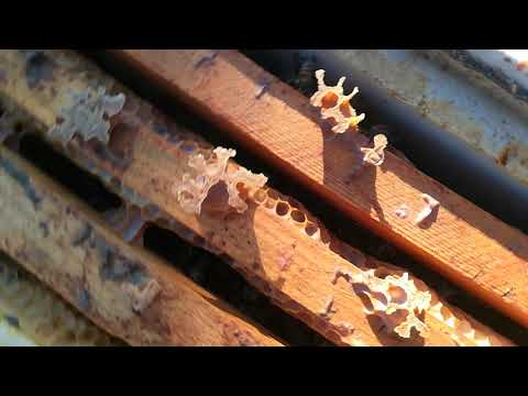 ვიდეო 23. საფუტკრის ზედაპირული დათვალიერება 2018 წლის 3 იანვარი.