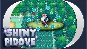 (WSHC) LIVE! Shiny Pidove after 2,291 REs!!!