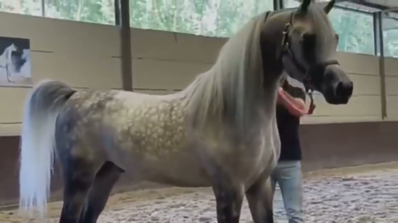 Shandar Arabic Horse ki graceful walk 🐎Is ghode ka style wow 