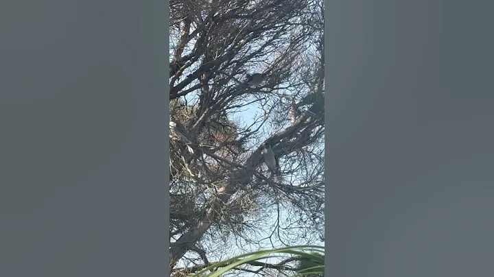 Birds Just Wanna Have Fun and Sunshine #shorts_video   #nswaustralia   #birdwatching