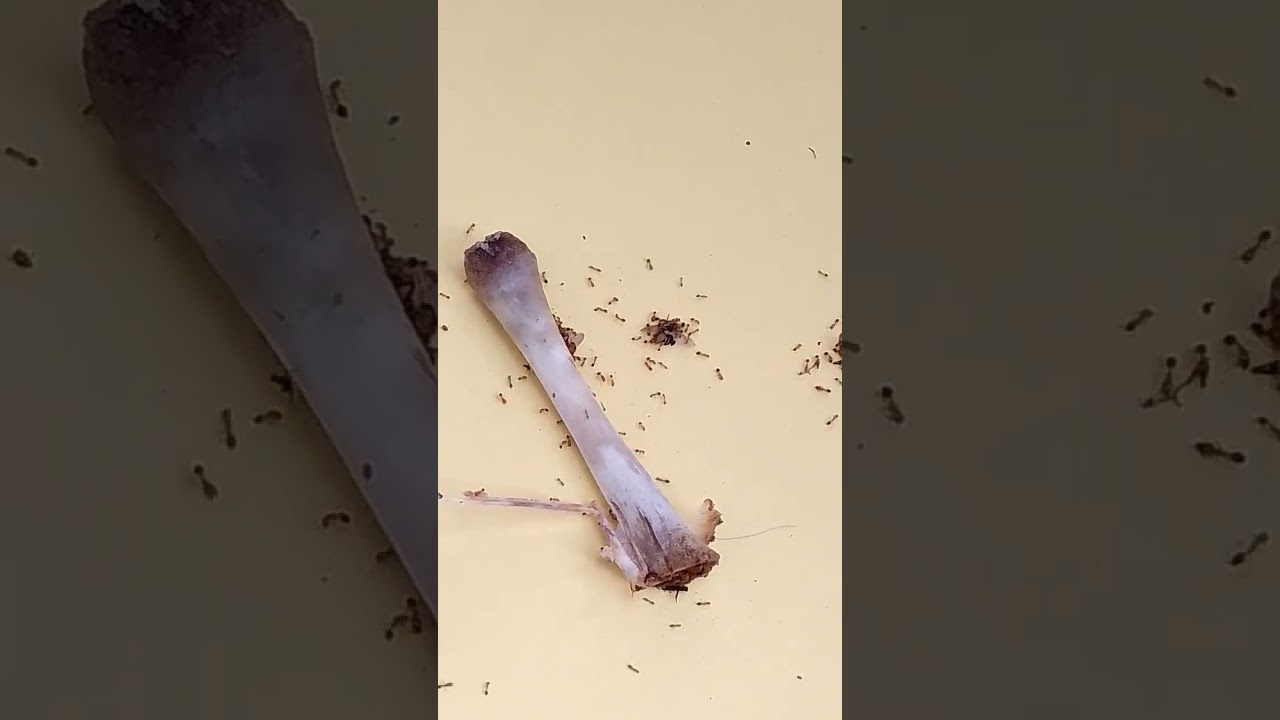 Ants Eating Chicken Bones 1