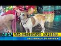 重慶市場旁鐵皮屋竄火 忠犬"來福"狂拍門救主  忠犬"來福"狂拍門救人卻失蹤! 飼主泛淚急尋｜三立新聞LIVE