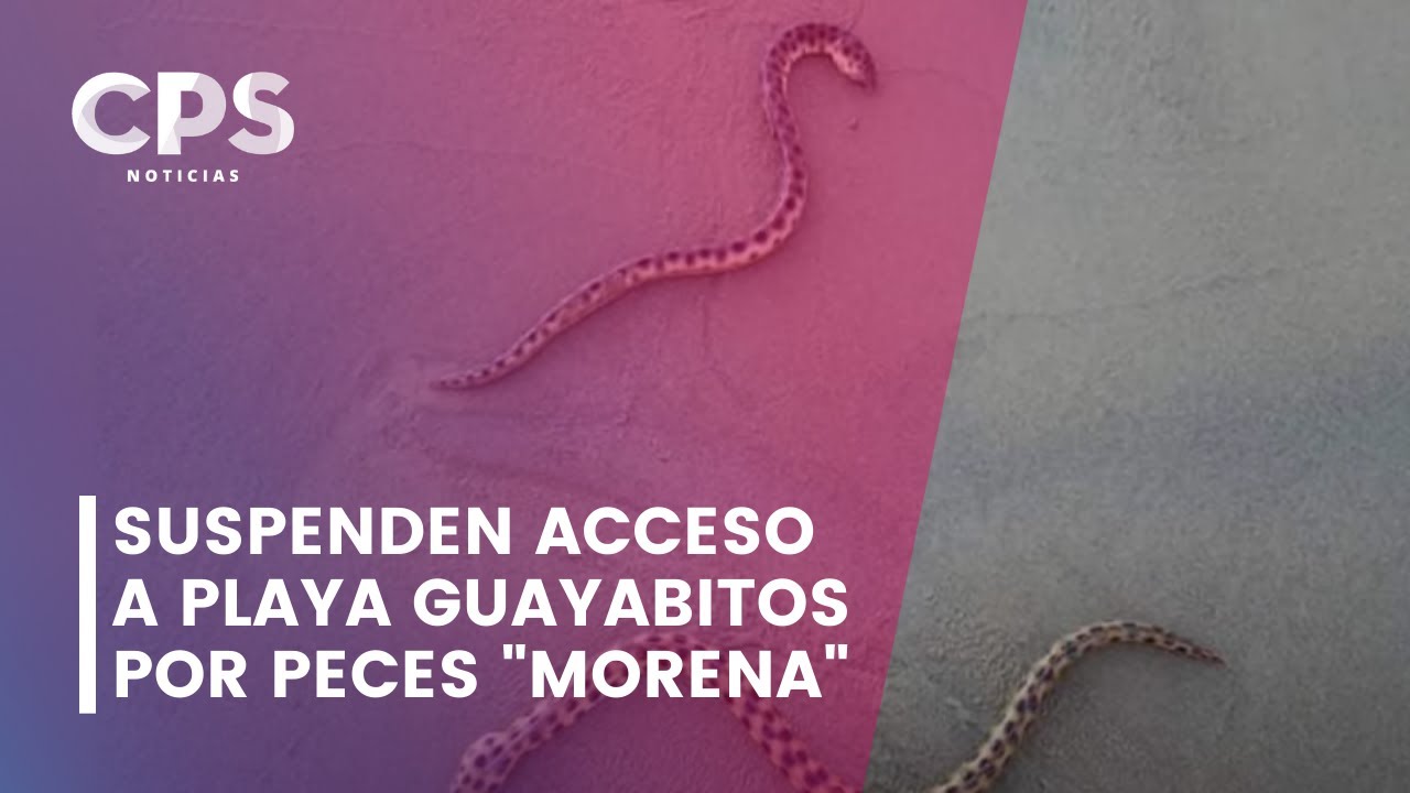 Suspenden acceso a Playa Guayabitos por la presencia de peces 