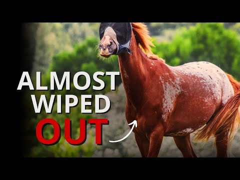 実体験からわかったアパルーサの魅力と飼い方のポイント
