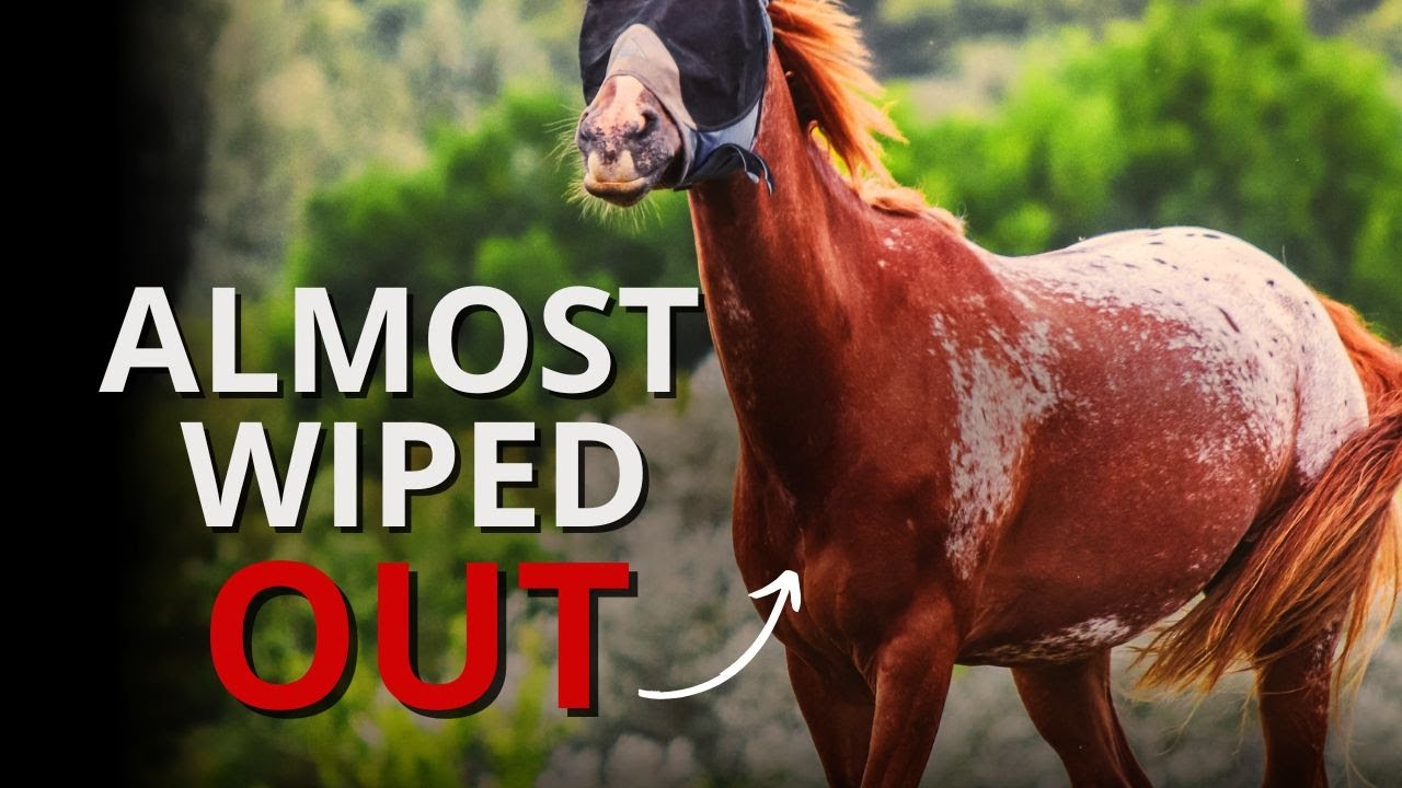 Почему аппалуза ТАК ОТЛИЧАЕТСЯ от других лошадей