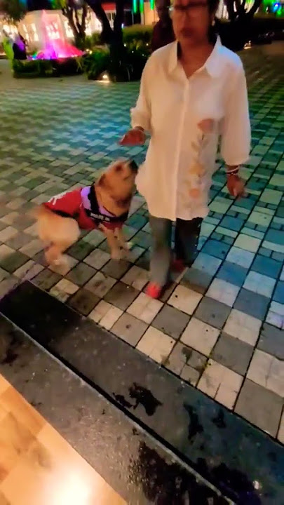 Excitement level Cocoka 🥰🧿❤️ #trending #labrador #funny #song #music #love #animals #cute #pets #dog