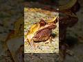 Living Leaf that a 🐸 | 5 Fun facts about Malayan horned frog #shorts #trending #viralvideo