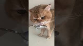 mlem mlem mlem 😛