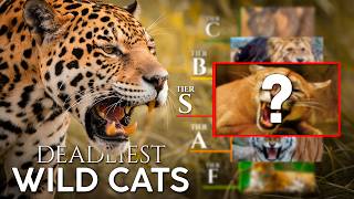 What Is The Deadliest Big Cat In The World?