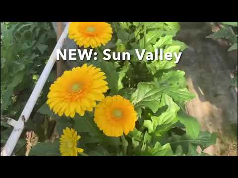 Hilverda De Boer - Supreme Selections Gerberas from S.C. Zwarts Gerbera grower