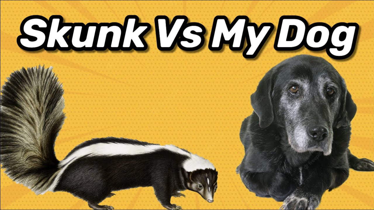 My Dog Attacked a Skunk (I had to shoot it!) YouTube
