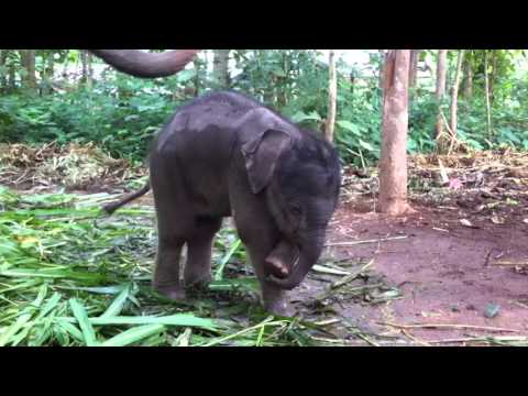 Cute baby elephant playing with trunk