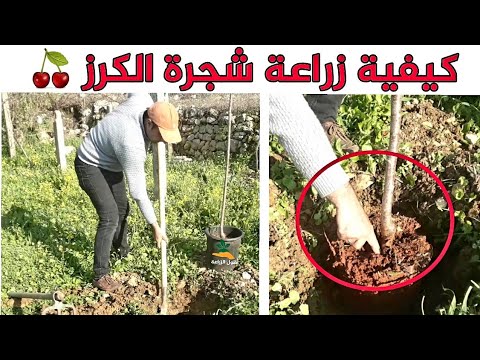 فيديو: أين تنمو أشجار الكرز ستيلا؟