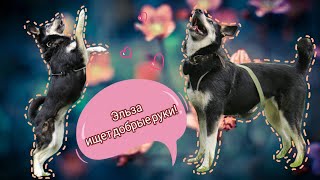 ЭЛЬЗА ИЩЕТ ХОЗЯИНА! Санкт- Петербург ! ЭЛЬЗА ИЩЕТ ХОЗЯИНА! Санкт- Петербург !