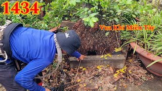 Quá nguy hiểm khi gốc cây Cau Vua bị lủng lỗ ! Cutting king areca trees by Hai Lúa Tiền Giang 9,124 views 9 days ago 53 minutes