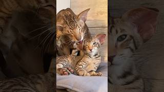 встречаем 🌞 табби: папка мрамор, сынок пятно. ориентальные кошки #orientalcat #kittens